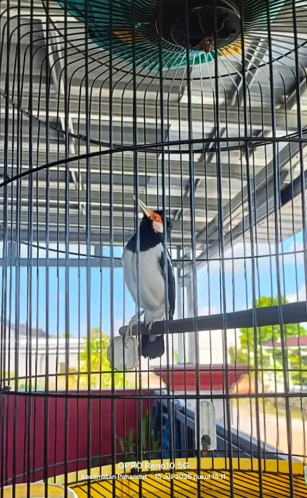 Burung peliharaan