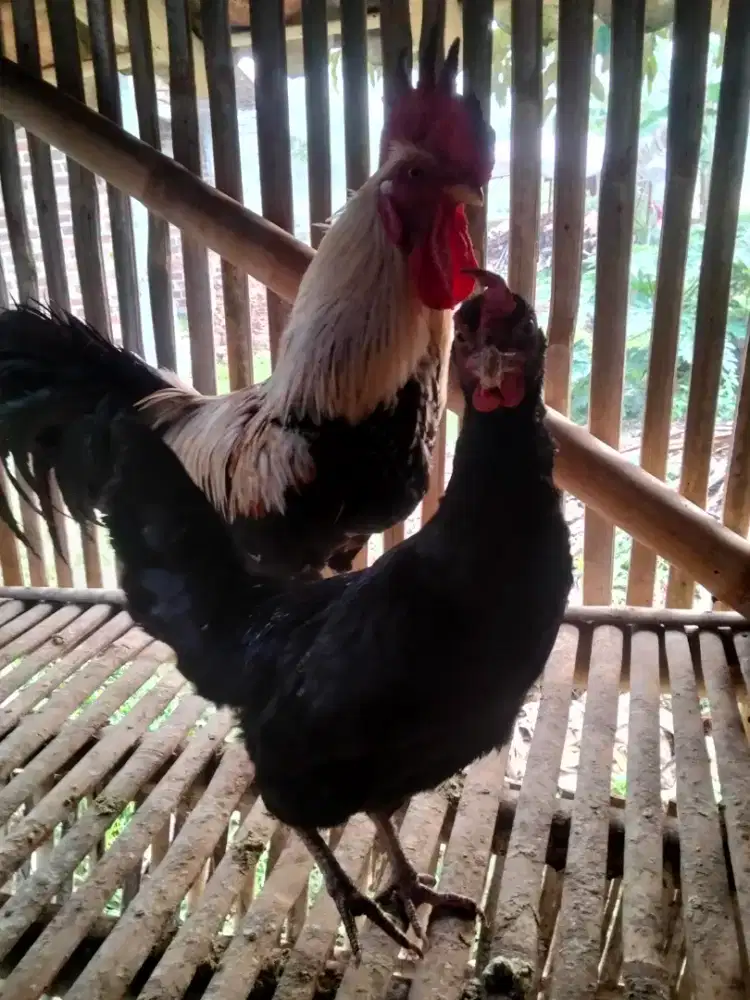 Ayam jantan dan betina