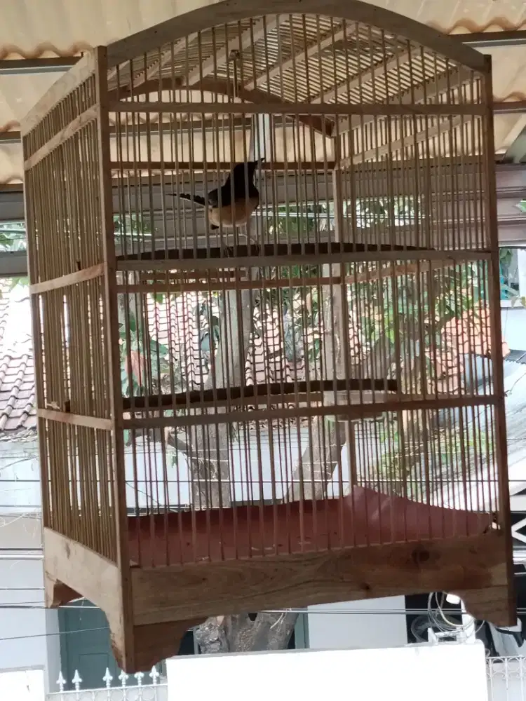 burung murai batu bahan muda piaraan sendiri