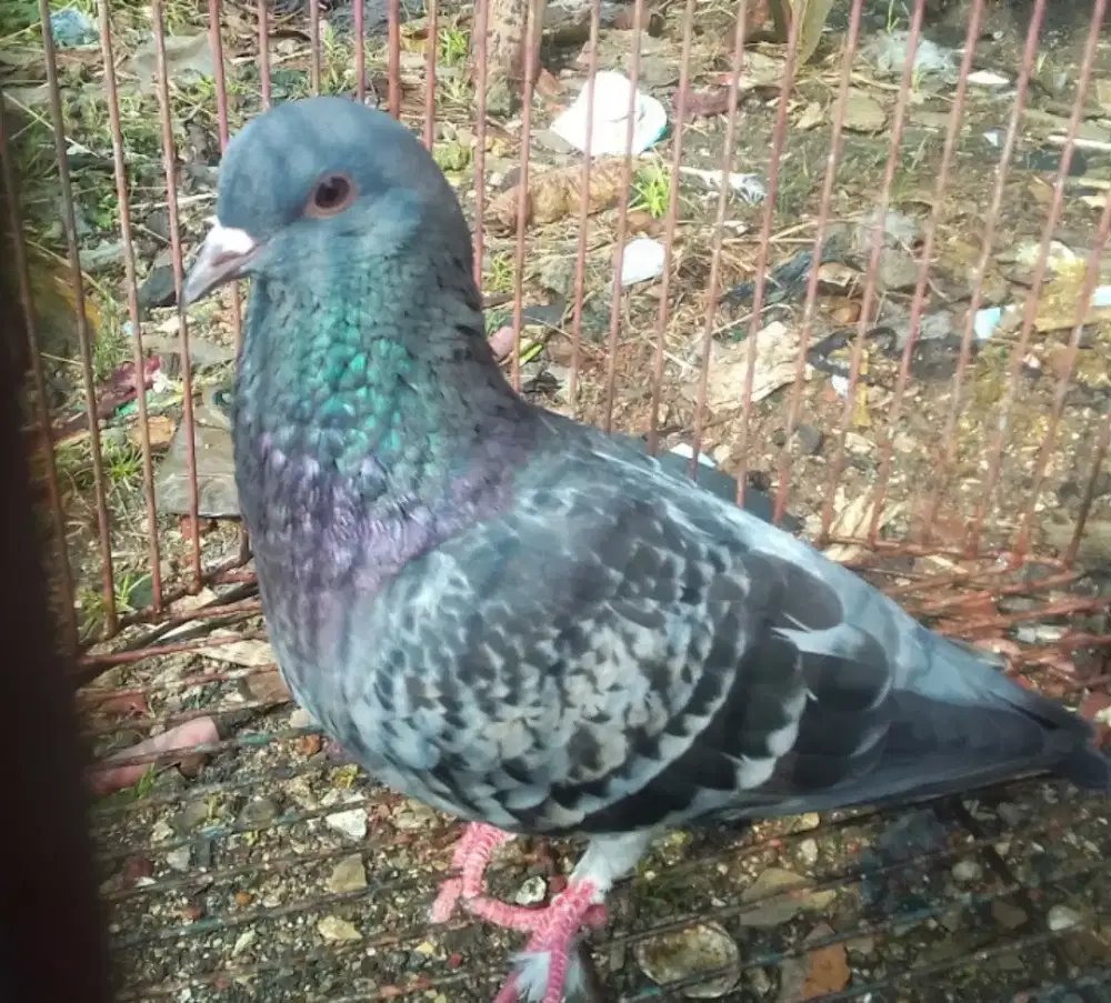 BURUNG MERPATI KOLONGAN BARTER BURUNG KICAU AJA TU YANG SEPADAN