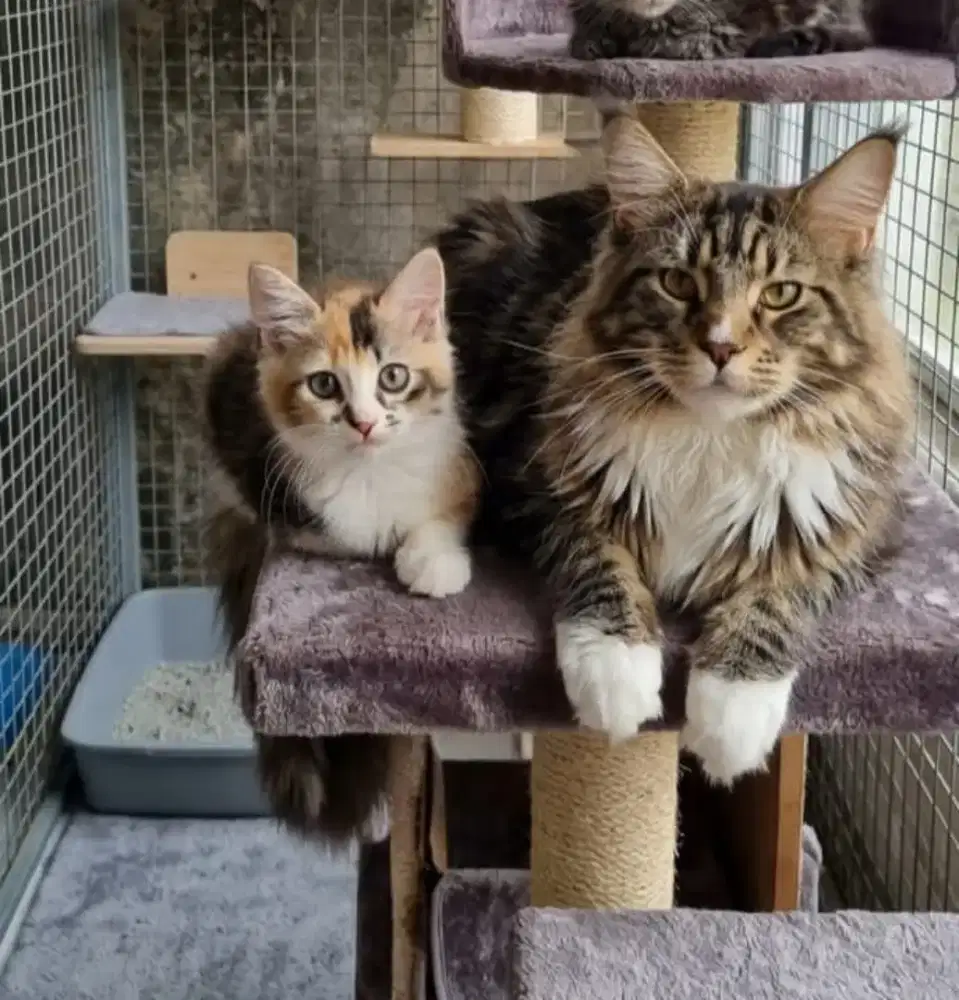kitten mix maincoon