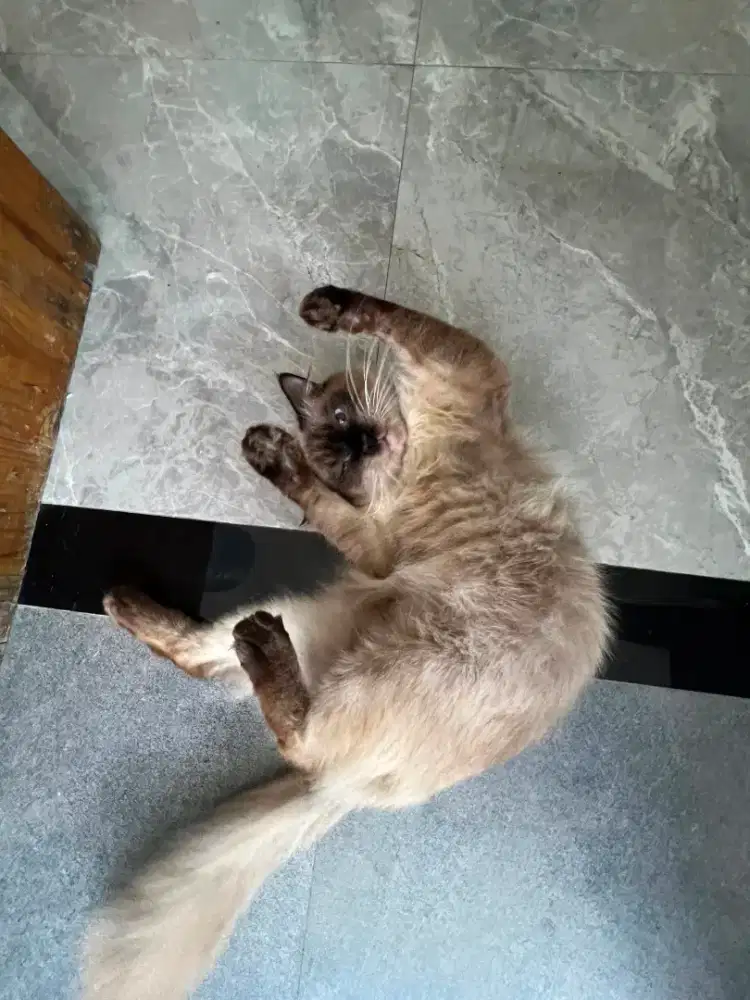 Kucing himalaya
