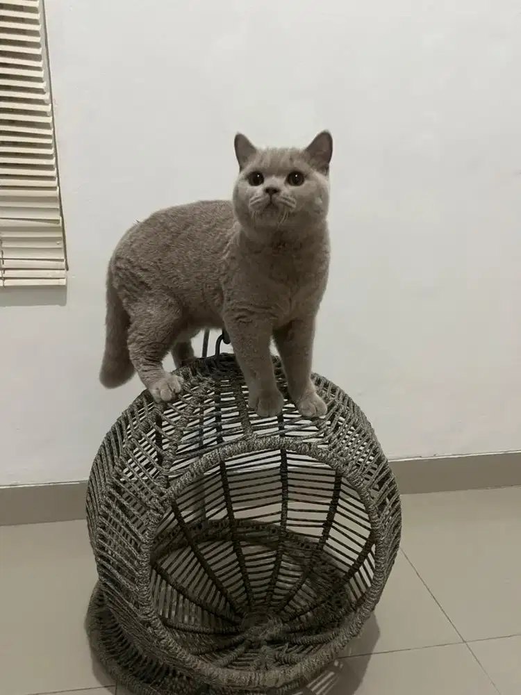 British shorthair pedigree