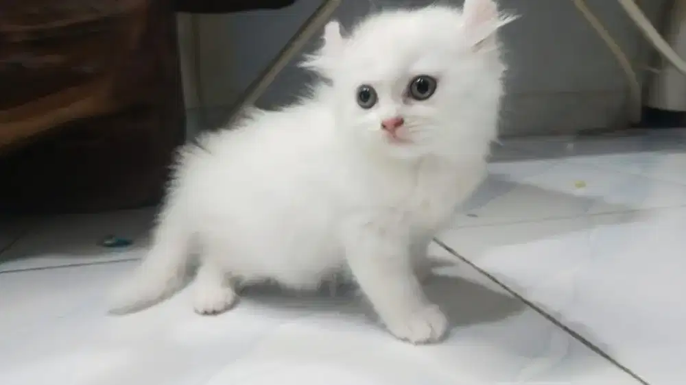 Kucing american curly