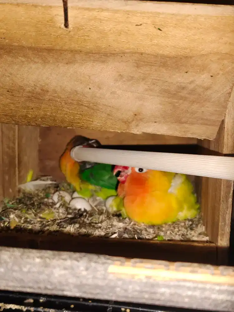 Love bird pastel