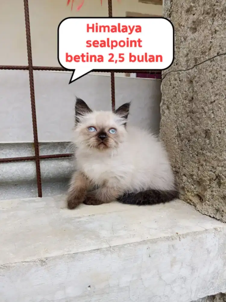 Kucing Himalaya sealpoint