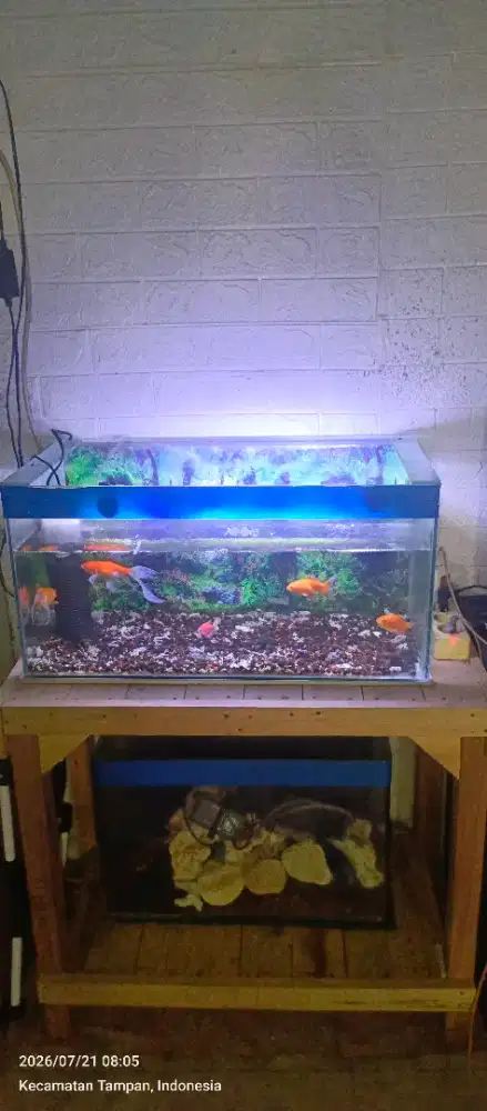 Aquarium kaca mulus bagus
