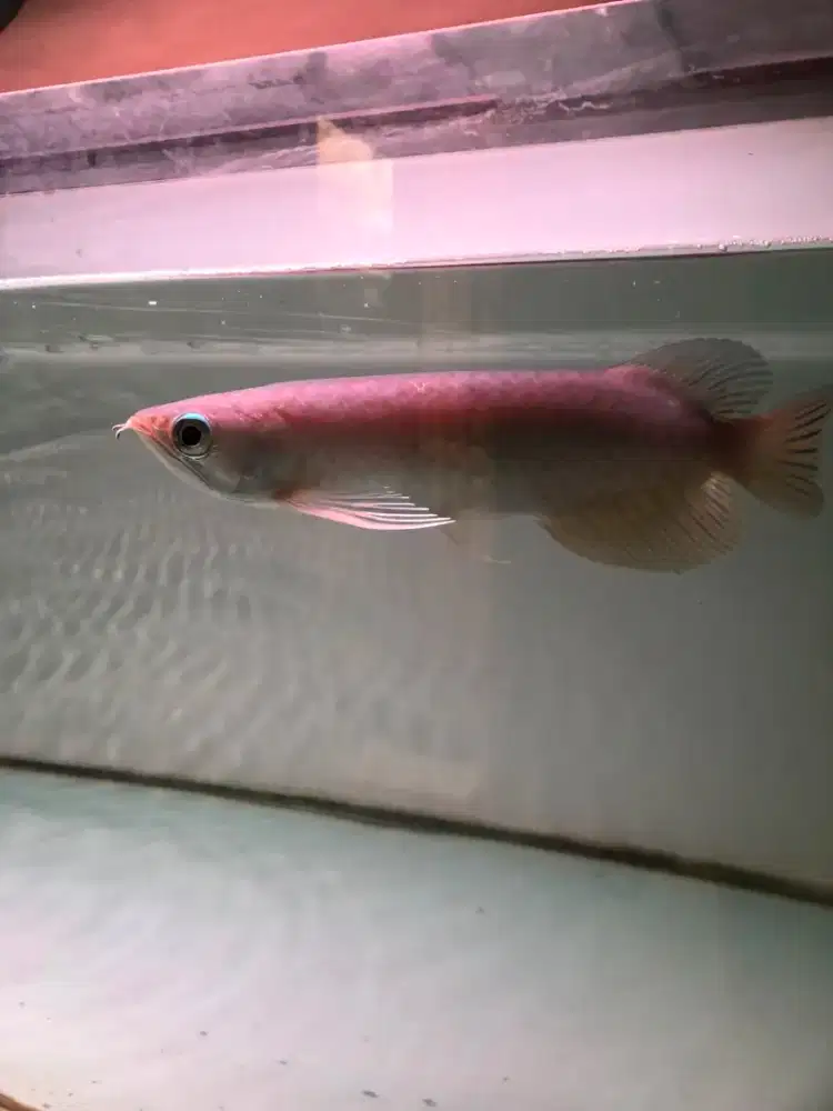 Arowana Green Pino