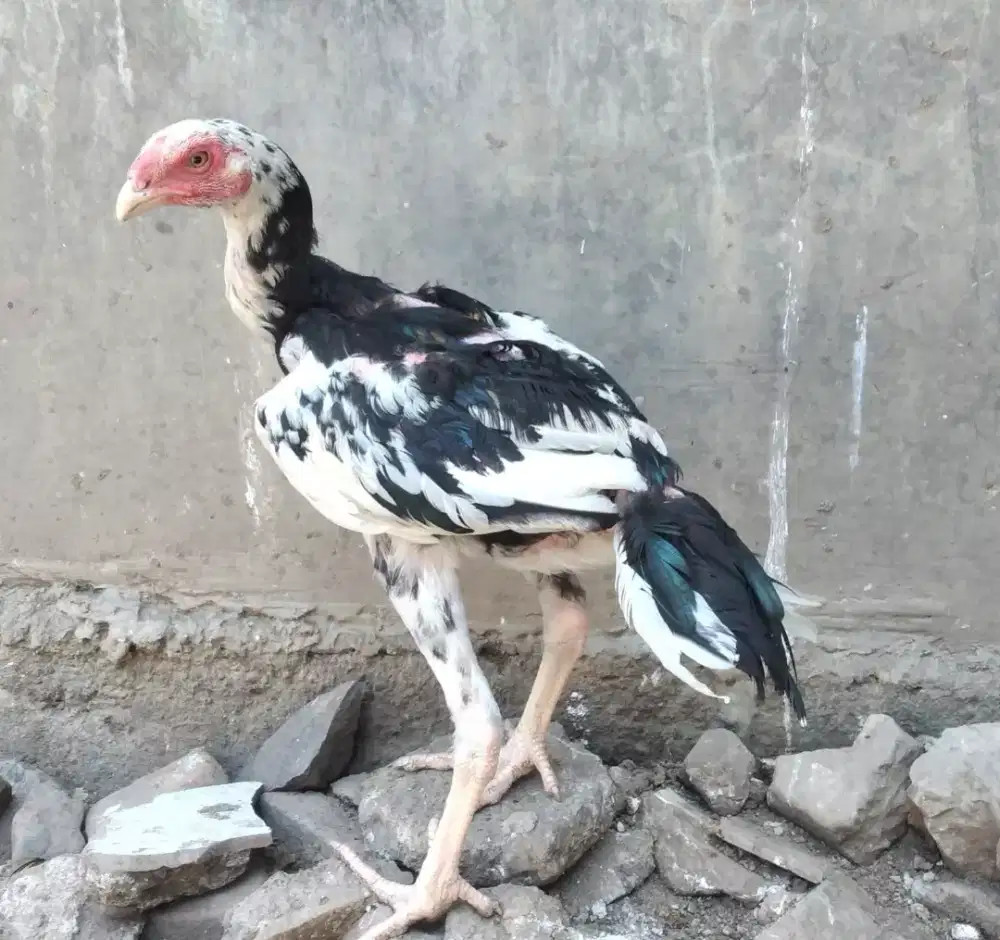 Jual ankkan ayam khoytrad x Mangon pukul oke.