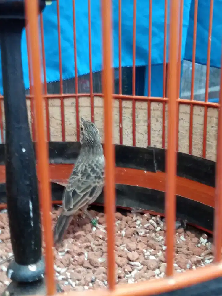 Burung branjangan