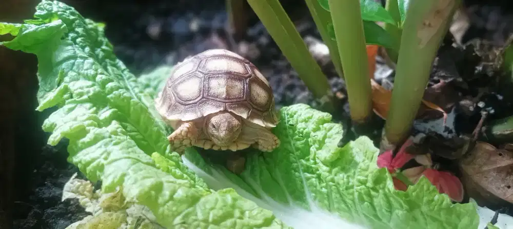 baby kura-kura sulcata