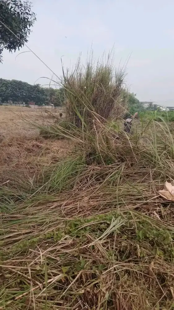 Jasa potong rumput