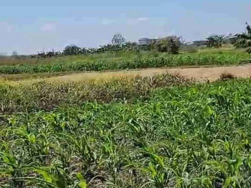 DI JUAL TANAH ZONA INDUSTRI LOKASI DI LEKER REJO CERME GRESIK

30 menit tol cerme
Nol Jl. Raya

LT. 50.417 m²
Dimensi : 50x1008
19 SHM on Hand

Harga : 1jt/m² Nego