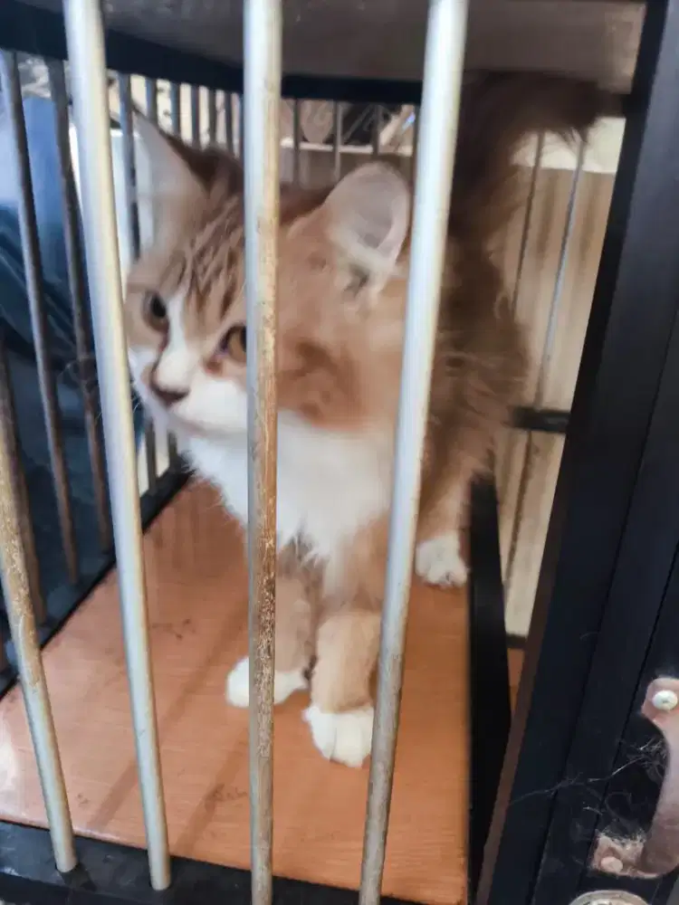 Kucing Betina Birahi