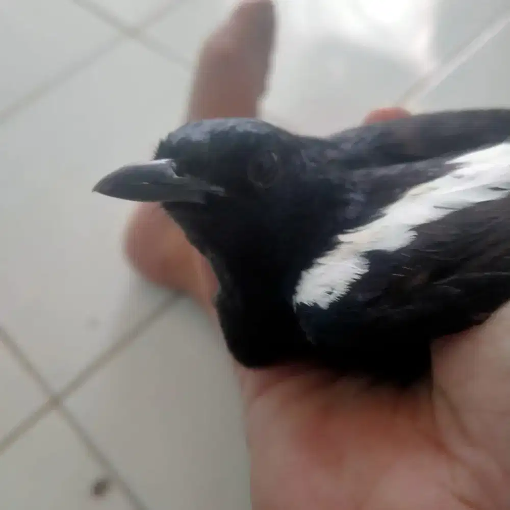 Kacer gabisa jinakinnya
