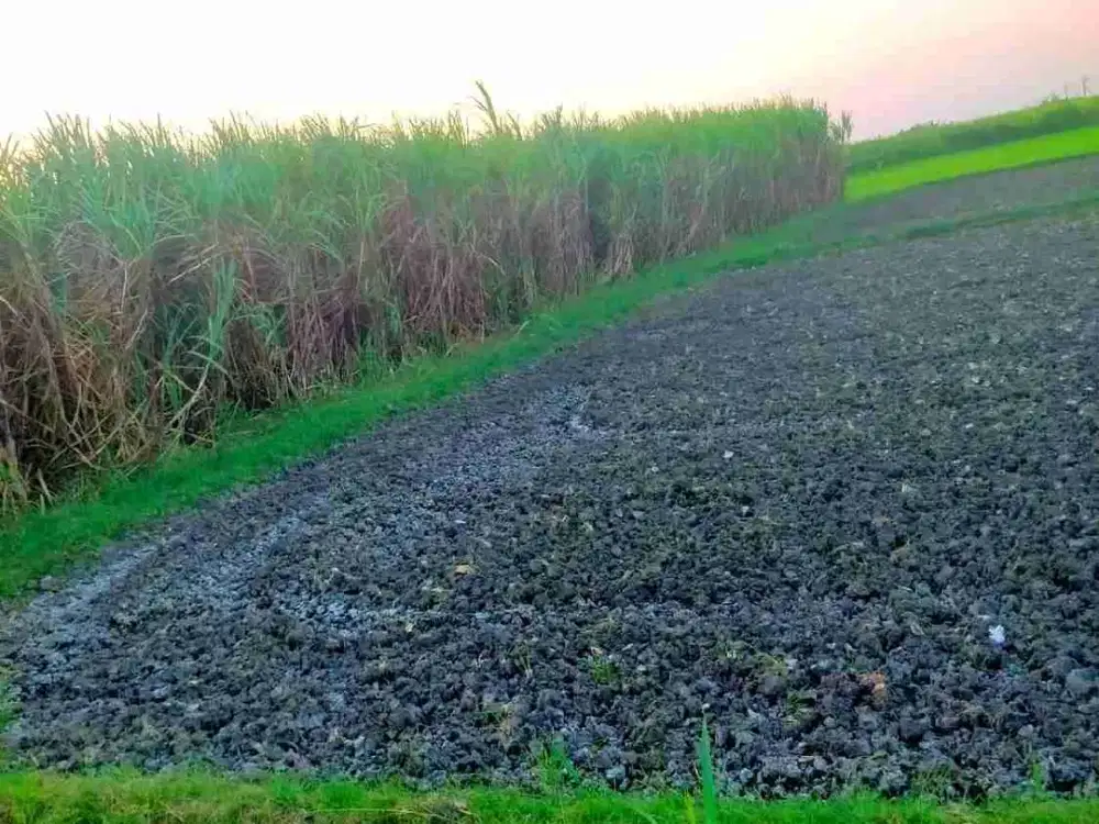 Dijual kebun tebu 25ha di Situbondo