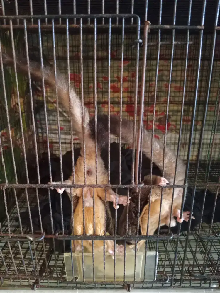 Sugar Glider Jantan Dewasa