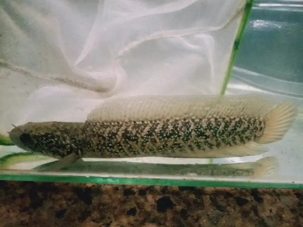 chana Rsp kalimaya size 22 cm
