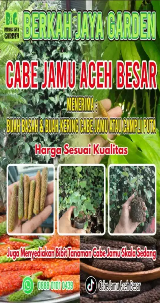 BIBIT TANAMAN CABE JAMU