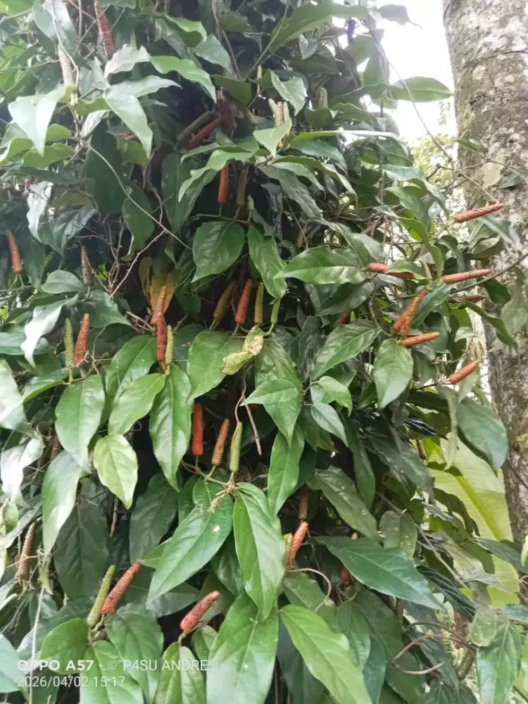 BIBIT TANAMAN CABE JAMU