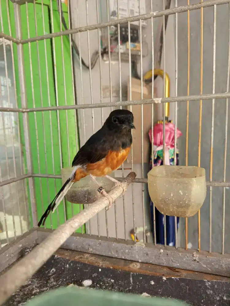 Murai Medan Betina Siapan