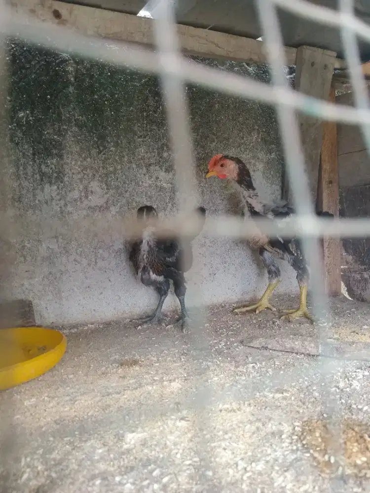 Ayam Pelung Usia 2,5 Bulan Sepasang Sehat Original