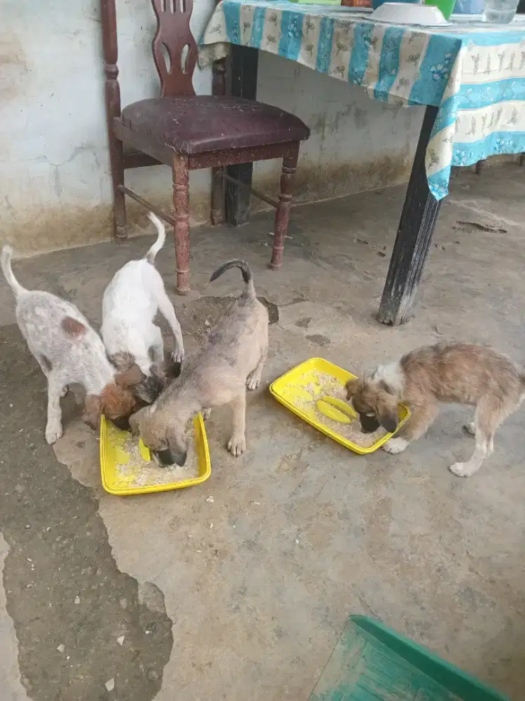 Anak anjing kampung Campuran Murah Sehat Usia 3 bulanan COD