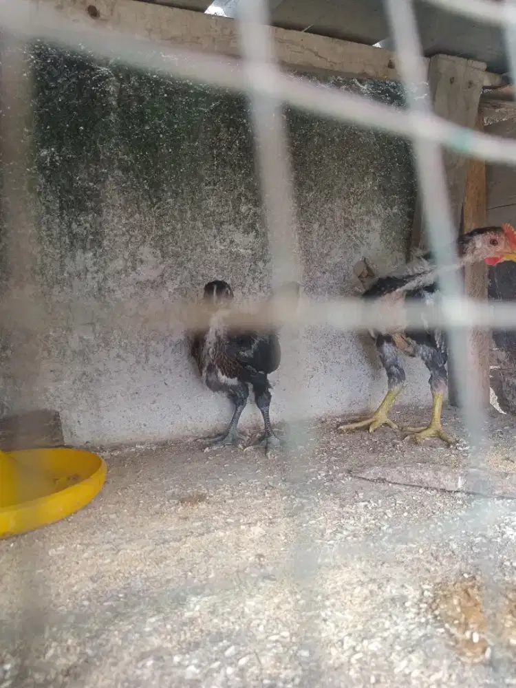 Ayam Pelung Usia 2,5 Bulan Sepasang Sehat Original