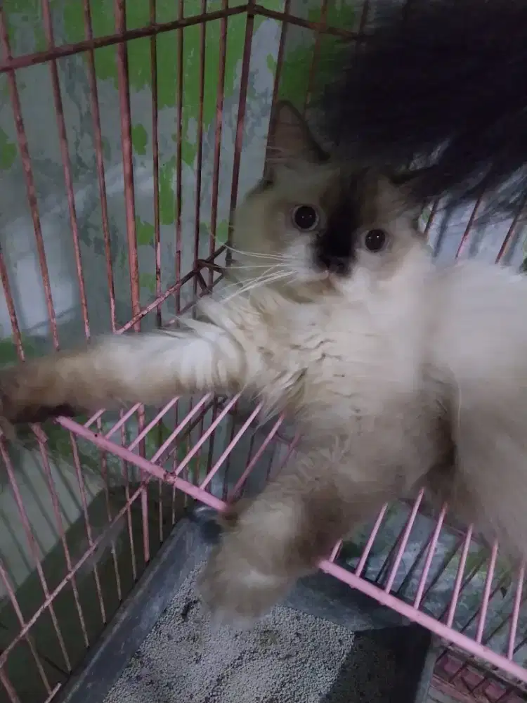 Kucing Himalaya Betina usia 10 bulan