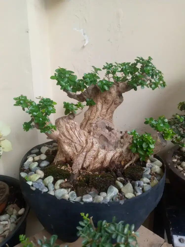 Bonsai sancang rawatan