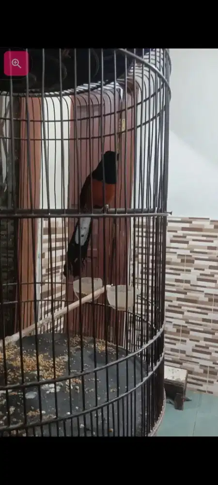 murai medan asli jantan