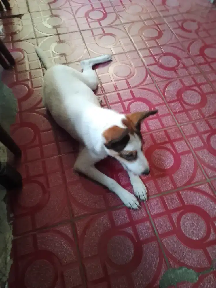 Anakan dogy usia 3 bln