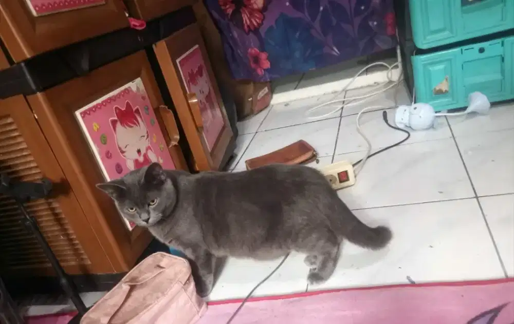 Kucing bsh mix jantan