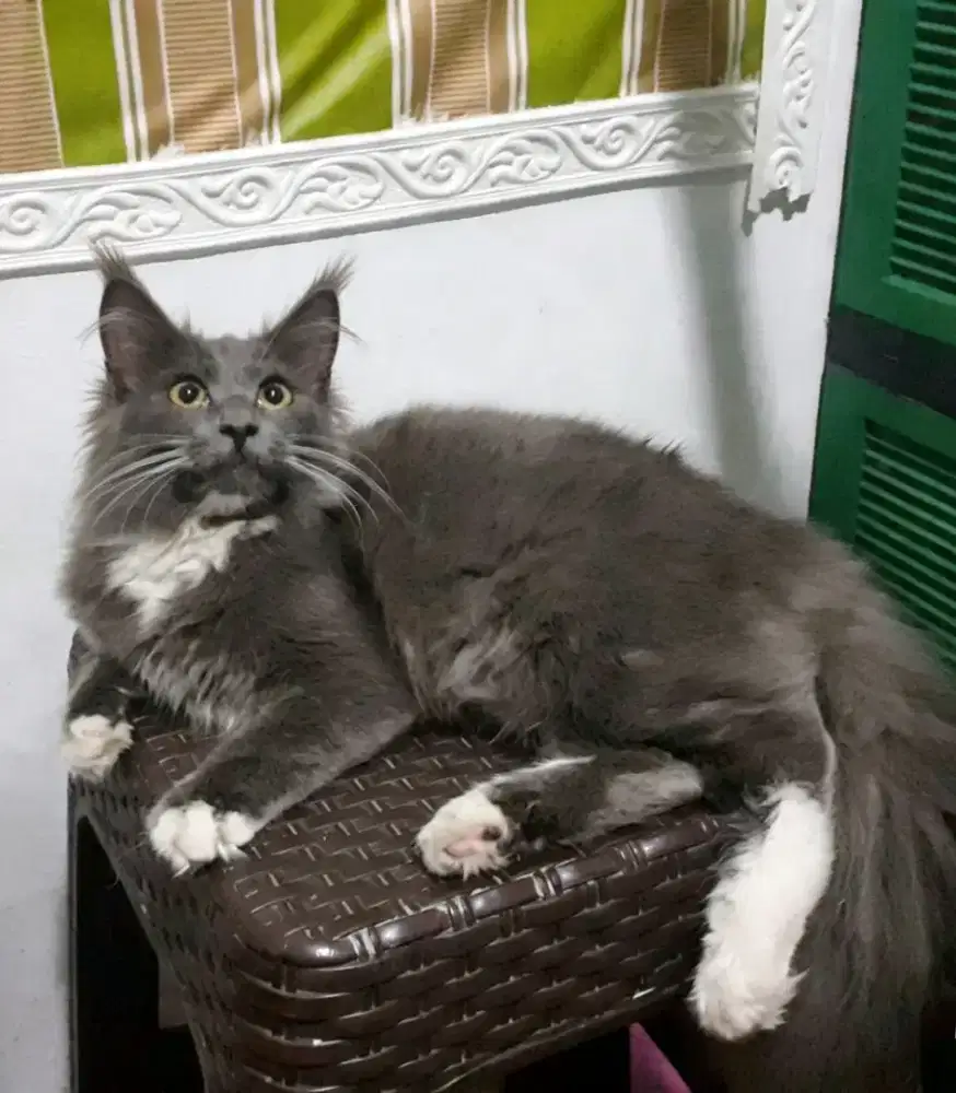 Kucing maincone mix betina