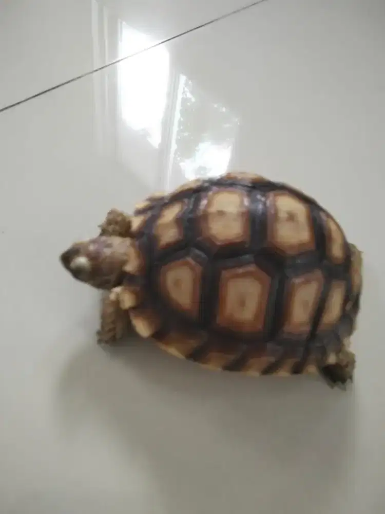 Kura kura sulcata