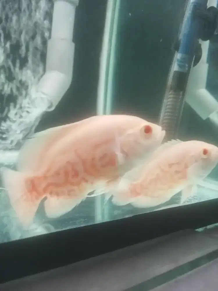 Ikan Oscar Tiger albino good marking