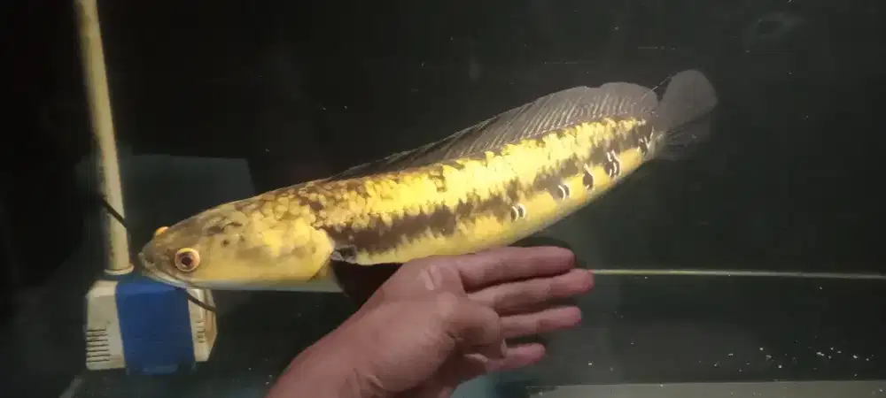 Channa ya ( yellow sentarum)