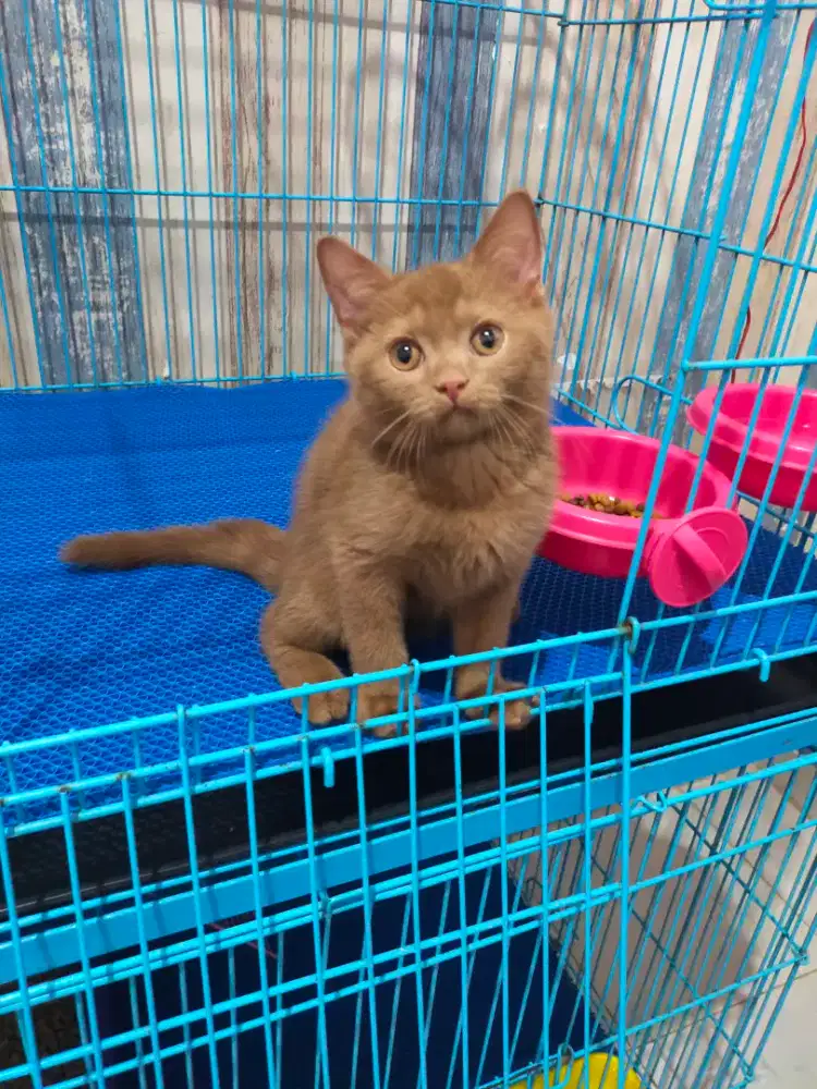 Kucing bsh cinnamon solid British shorthair
