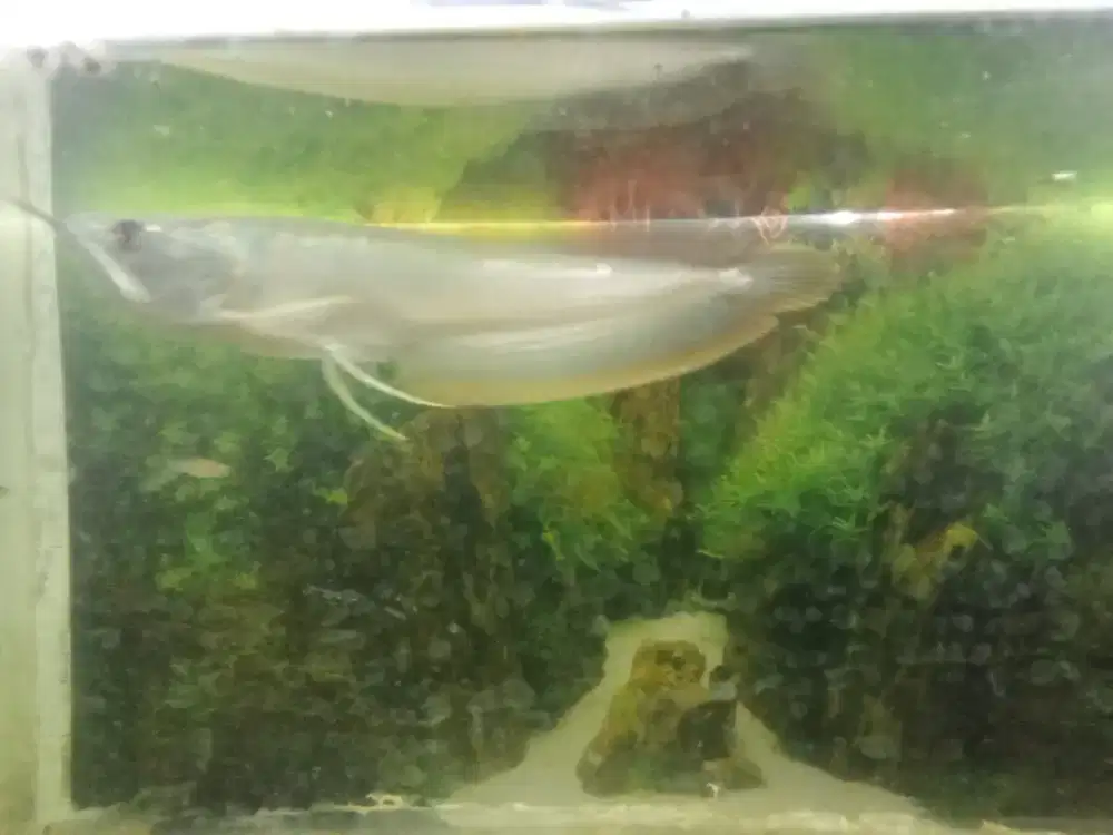 Jual ikan arwana silver red 25cm murah