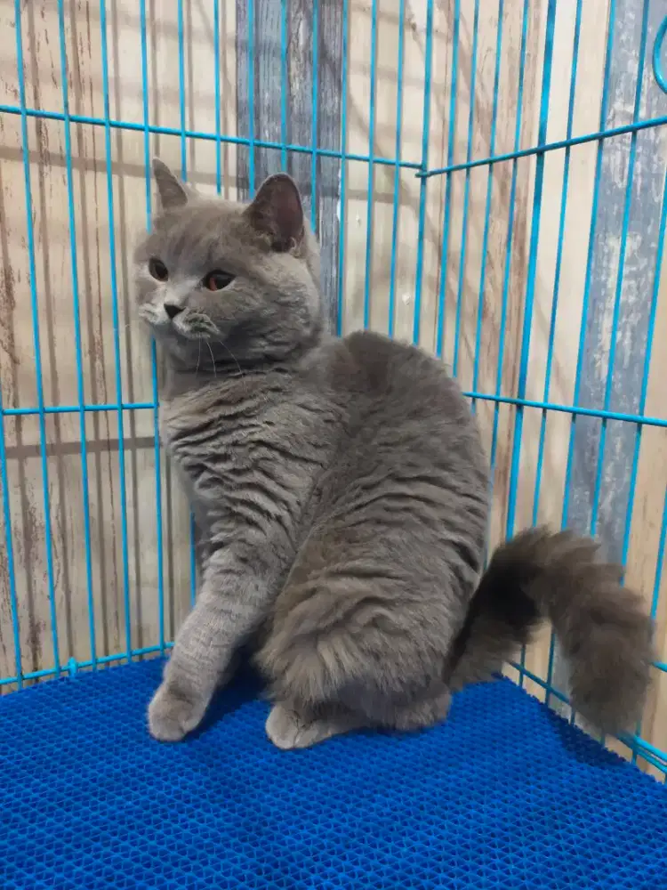 Kucing bsh British shorthair betina indukan hamil
