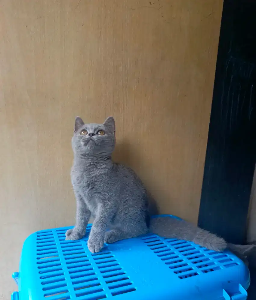 Bsh jantan 3bulan