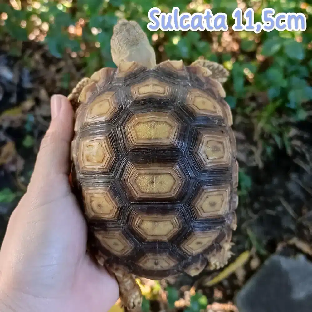 Sulcata 11,5cm sehat