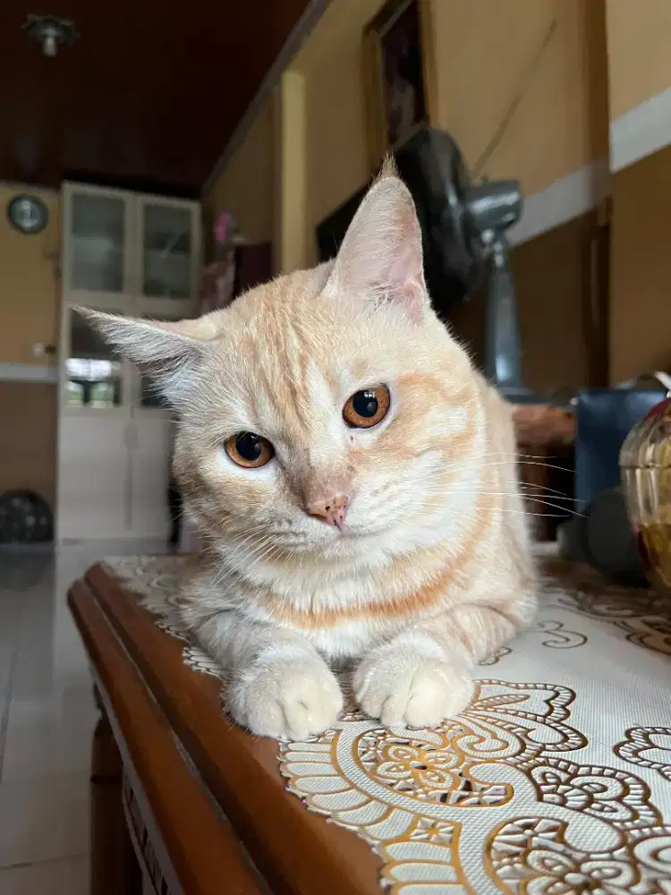 Silahkan diadopsi