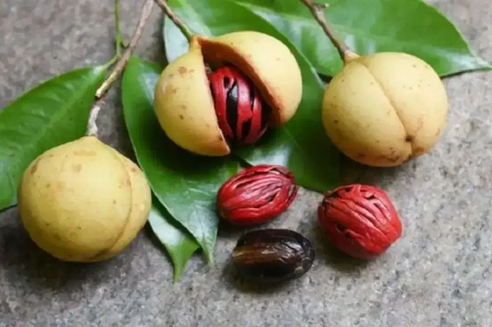Buah Pala Segar