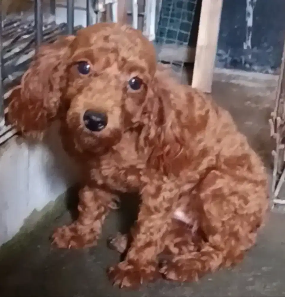 Puppy poddle red female