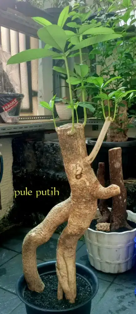 Bonsai pule putih medium