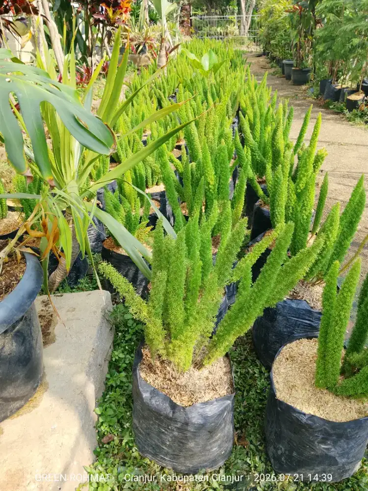 tanaman Ekor Tupai