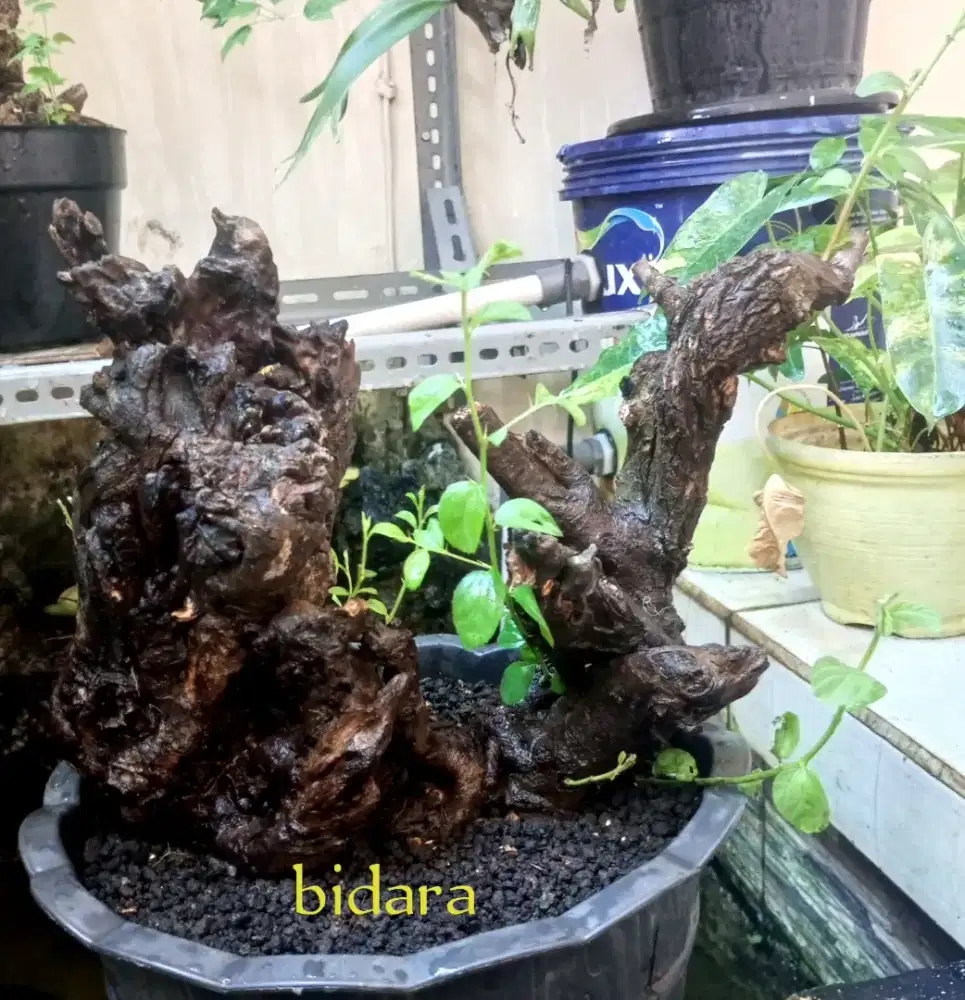 Bonsai bidara fosilan