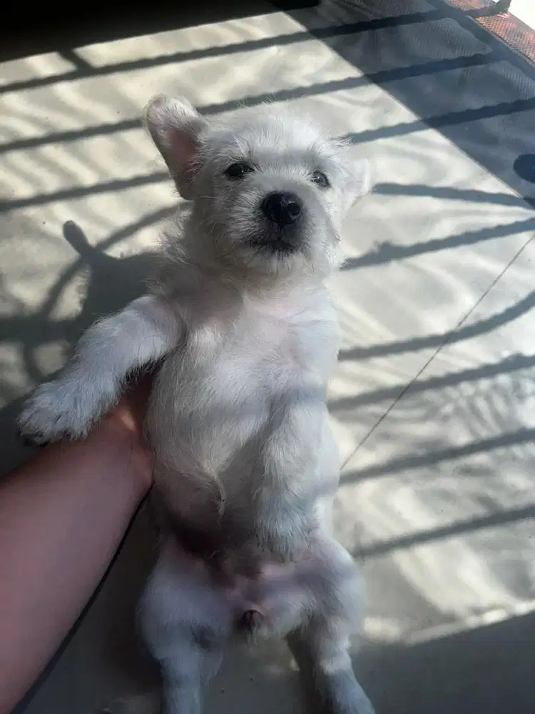JUAL CEPAT ANAK ANJING