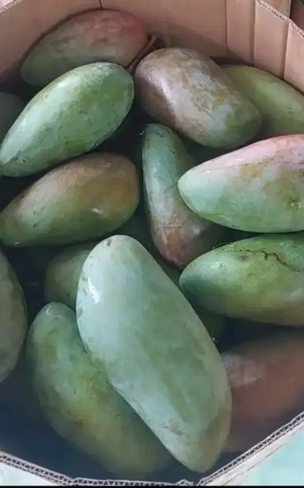 Mangga muda kiojay